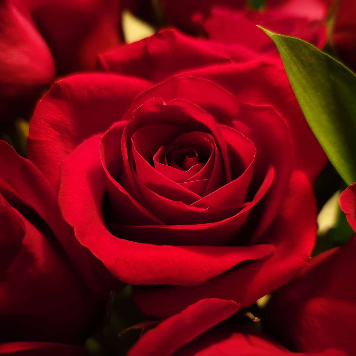 Rose (macro)