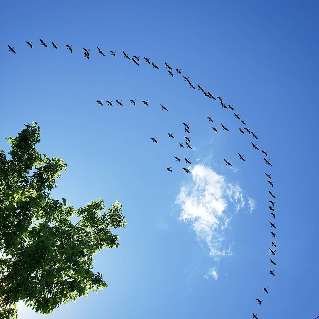 Migration